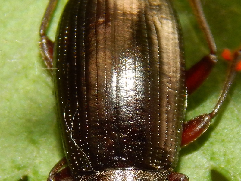 Tenebrionidae: Stenomax aeneus, femmina